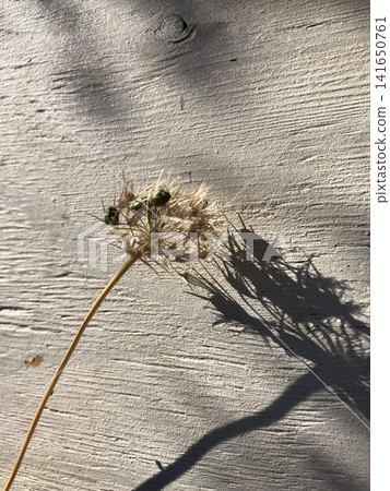 Allium seeds Allium seeds 141650761