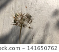 Borage seeds 141650762