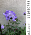 Scaviosa 141650763