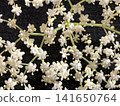 Elderflower 141650764
