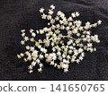 Elderflower 141650765