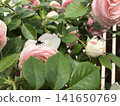 The Battle of the Jumping Spider on the Rose 141650769