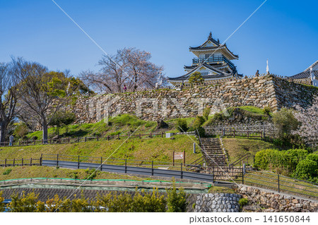 Hamamatsu Castle and cherry blossoms in Hamamatsu City (Shizuoka Prefecture) Hamamatsu Castle and cherry blossoms in Hamamatsu City (Shizuoka Prefecture) 141650844