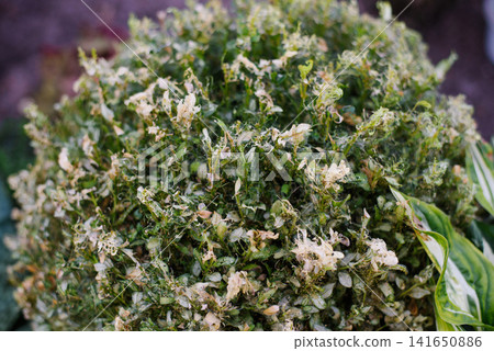 Boxwood Shrub Branches Damaged by Moth Larvae Boxwood Shrub Branches Damaged by Moth Larvae 141650886