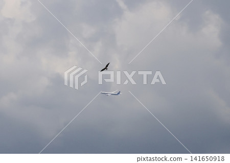 夏日的天空、飛機和鳥兒,三者相伴。 夏日的天空、飛機和鳥兒,三者相伴。 141650918