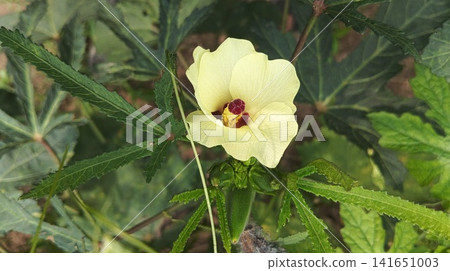 Side profile of a fading yellow okra flower and developing green pod Side profile of a fading yellow okra flower and developing green pod 141651003