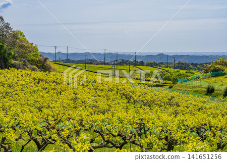 A landscape of persimmon trees in Iwata City (Shizuoka Prefecture) A landscape of persimmon trees in Iwata City (Shizuoka Prefecture) 141651256