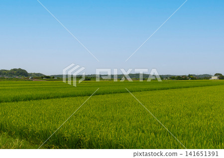 Japanese rural landscape and rice paddies spread out under a blue sky Japanese rural landscape and rice paddies spread out under a blue sky 141651391