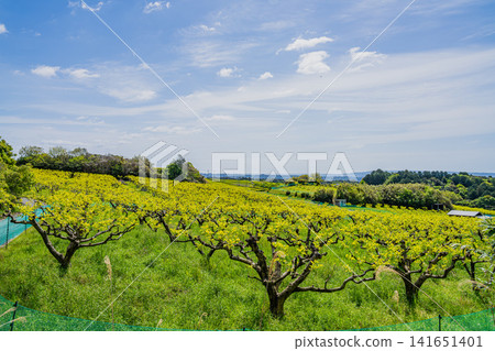 A landscape of persimmon trees in Iwata City (Shizuoka Prefecture) A landscape of persimmon trees in Iwata City (Shizuoka Prefecture) 141651401