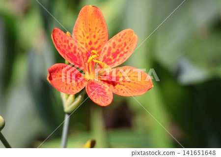 橙色花瓣的噴射百合花的特寫 141651648