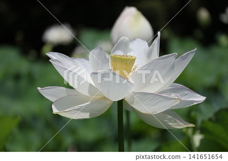 一朵盛開的蓮花的特寫鏡頭,潔白的花瓣清晰可見。 一朵盛開的蓮花的特寫鏡頭,潔白的花瓣清晰可見。 141651654