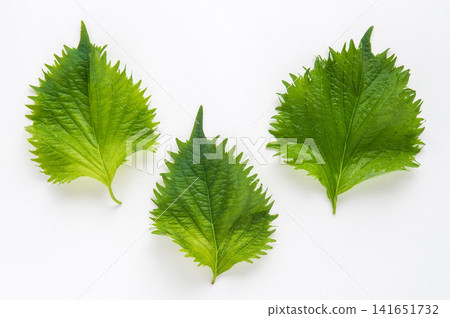 Green shiso (perilla leaf) close-up Green shiso (perilla leaf) close-up 141651732