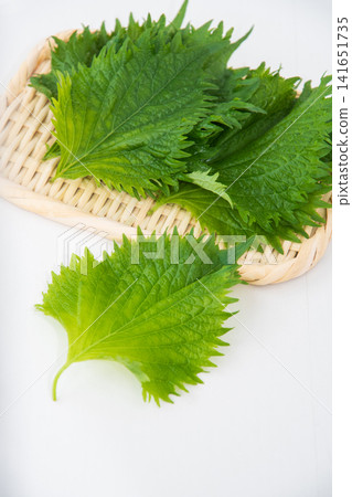 Green shiso (perilla leaf) close-up Green shiso (perilla leaf) close-up 141651735