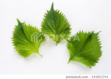 Green shiso (perilla leaf) close-up Green shiso (perilla leaf) close-up 141651741