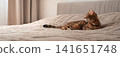 Bengal cat relaxing on a cozy bed in a modern bright bedroom 141651748