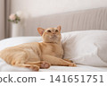 European Burmese cat looking up while resting on white bed 141651751
