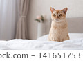 Portrait of European Burmese cat on white bed with soft focus foreground 141651753
