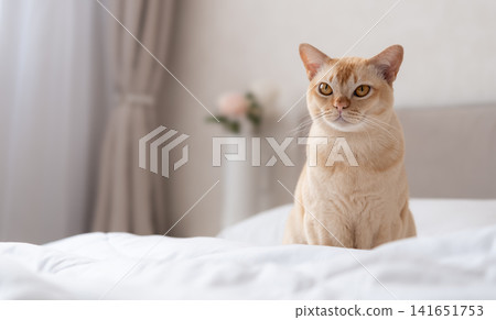 Portrait of European Burmese cat on white bed with soft focus foreground Portrait of European Burmese cat on white bed with soft focus foreground 141651753