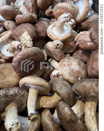 特寫鏡頭:生長在原木上的新鮮採摘的香菇。 特寫鏡頭:生長在原木上的新鮮採摘的香菇。 141651833