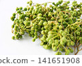 Yam 141651908