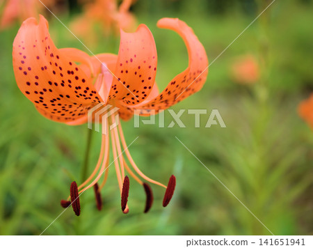 The orange tiger lilies bloomed beautifully in early summer, July. The orange tiger lilies bloomed beautifully in early summer, July. 141651941