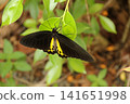 Black and yellow butterfly in a garden 141651998