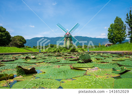 A pond with blooming giant water lilies and a windmill (Kiso Sansen Park Aqua World Suigo Park Center) A pond with blooming giant water lilies and a windmill (Kiso Sansen Park Aqua World Suigo Park Center) 141652029