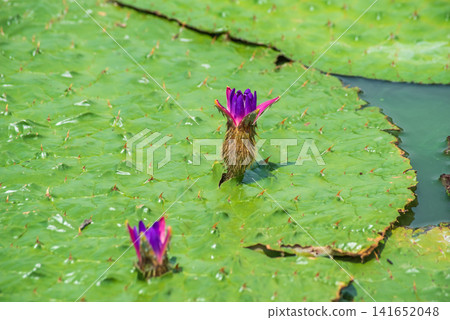 Giant Water Lily (Kiso Sansen Park, Aqua World Suigo Park Center) 141652048