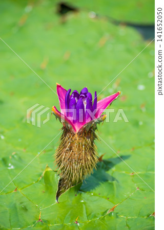 Giant Water Lily (Kiso Sansen Park, Aqua World Suigo Park Center) 141652050