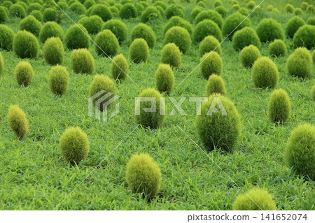 地膚(夏柏) 地膚(夏柏) 141652074