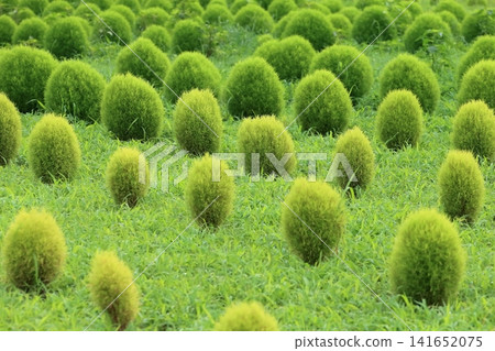 Kochia (summer cypress) Kochia (summer cypress) 141652075