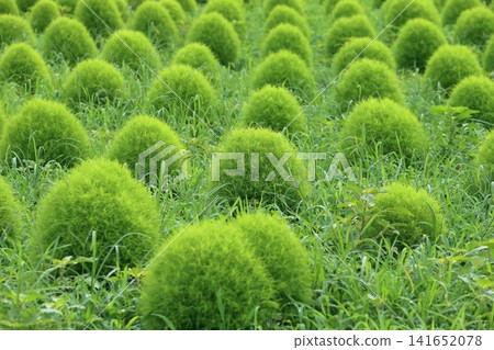 Kochia (summer cypress) Kochia (summer cypress) 141652078