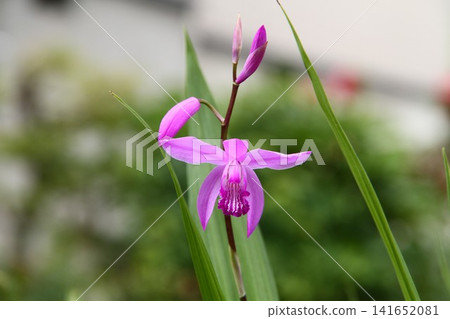 Purple Flower Purple Flower 141652081