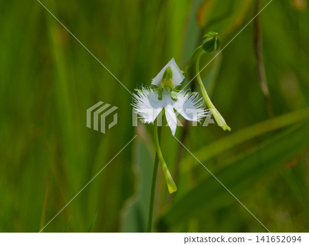 Wetland flora Egret Wetland flora Egret 141652094