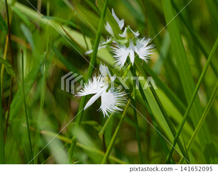 濕地植物 白鷺 濕地植物 白鷺 141652095