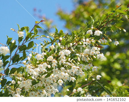 The branches of a Styrax japonica tree bathed in sunlight after the rain (with a blue sky and raindrops on the white flowers and buds of a Lettuce tree). The branches of a Styrax japonica tree bathed in sunlight after the rain (with a blue sky and raindrops on the white flowers and buds of a Lettuce tree). 141652102