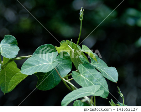 Apocynaceae Asclepiad leaves 141652127