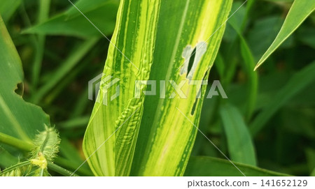 Close-up of vibrant green grass leaves and stems in a lush meadow Close-up of vibrant green grass leaves and stems in a lush meadow 141652129