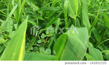 Close-up of green grass leaves with insect bite marks and nibbled edges Close-up of green grass leaves with insect bite marks and nibbled edges 141652135