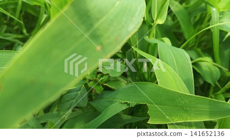 Wavy-edged green leaves and fresh grass in a natural meadow Wavy-edged green leaves and fresh grass in a natural meadow 141652136