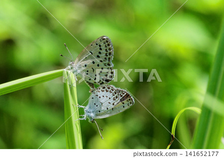 Lycaenidae Corbicula 交配 Lycaenidae Corbicula 交配 141652177