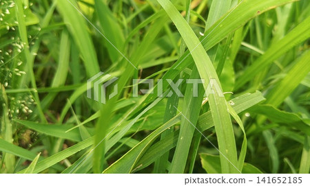 Close-up of fresh green grass blades crisscrossing in a meadow Close-up of fresh green grass blades crisscrossing in a meadow 141652185