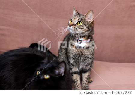Detailed indoor photograph capturing two cats with expressive faces and cozy ambiance Detailed indoor photograph capturing two cats with expressive faces and cozy ambiance 141652277