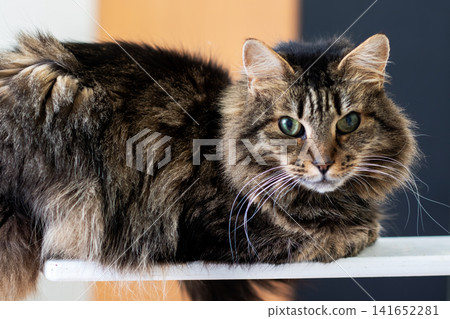Fluffy brown tabby cat perched on narrow white ledge with alert green eyes, sparkling whiskers, soft striped fur, and calm attentive expression in warm sunlight 141652281