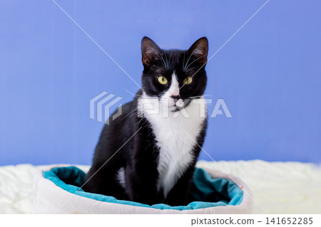 Black white tuxedo cat sitting upright on soft round pet bed with teal lining, alert gaze and bright eyes against smooth blue backdrop, with cat, tuxedo, feline, pet detail Black white tuxedo cat sitting upright on soft round pet bed with teal lining, alert gaze and bright eyes against smooth blue backdrop, with cat, tuxedo, feline, pet detail 141652285