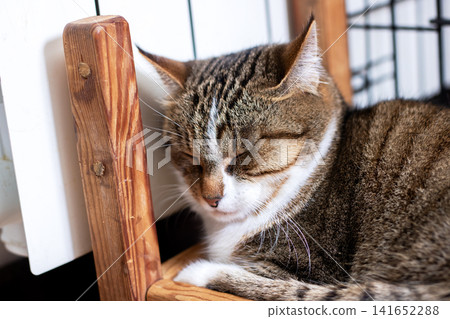 Tabby cat sleeping curled on wooden crate by white radiator in sunlit interior 141652288
