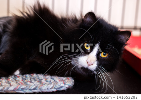 Longhaired black and white cat resting on soft textured mat with alert gaze, bright yellow eyes, glossy fur, forward ears, and calm indoor portrait mood, with cat, feline, longhaired, black detail Longhaired black and white cat resting on soft textured mat with alert gaze, bright yellow eyes, glossy fur, forward ears, and calm indoor portrait mood, with cat, feline, longhaired, black detail 141652292