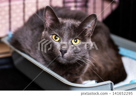 Black domestic cat with bright yellow eyes resting in litter tray inside pet carrier, glossy fur, calm alert expression, whiskers, ears and close facial detail under soft indoor light Black domestic cat with bright yellow eyes resting in litter tray inside pet carrier, glossy fur, calm alert expression, whiskers, ears and close facial detail under soft indoor light 141652295
