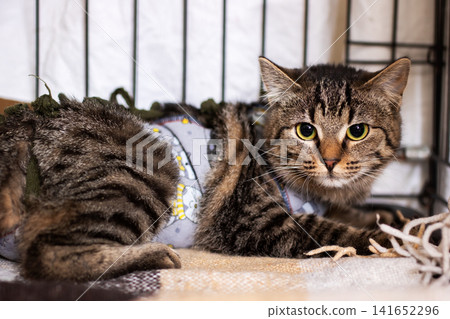 Tabby cat wearing soft fabric wrap resting inside pet carrier with alert gaze Tabby cat wearing soft fabric wrap resting inside pet carrier with alert gaze 141652296