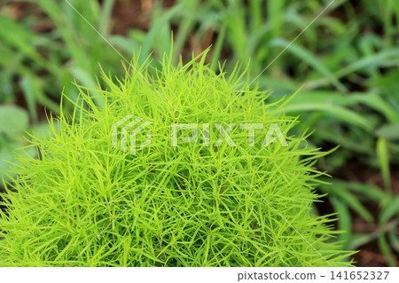 Kochia (summer cypress) Kochia (summer cypress) 141652327
